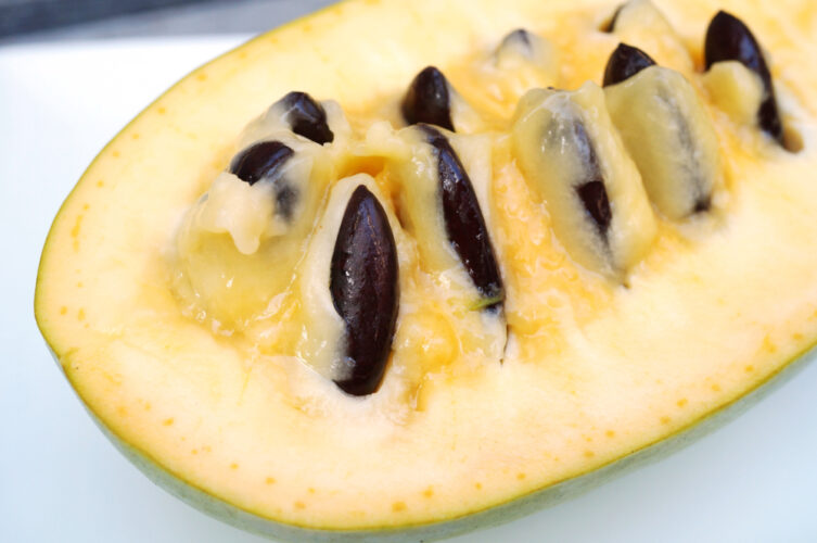 Learn about the pawpaw tree